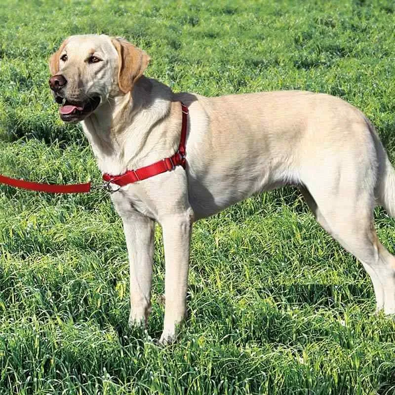 Easy Walk Harness Dog Harness: Stops Dog Pulling!